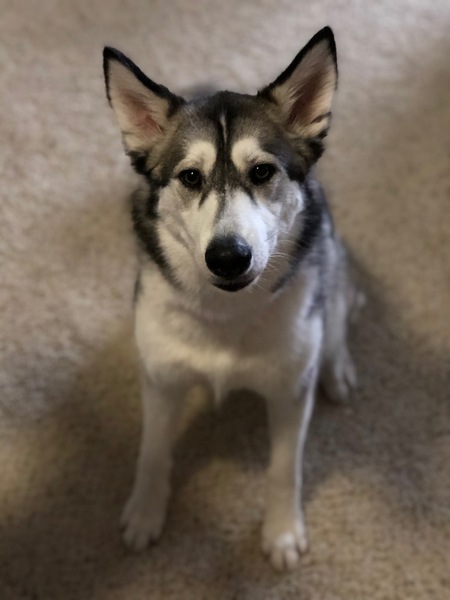 Entry image for Luna . Clicking this image will show a larger photo