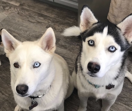 Entry image for Juneau and Lucia . Clicking this image will show a larger photo