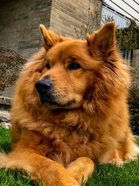 Leo the Rescue Dog (RIP)