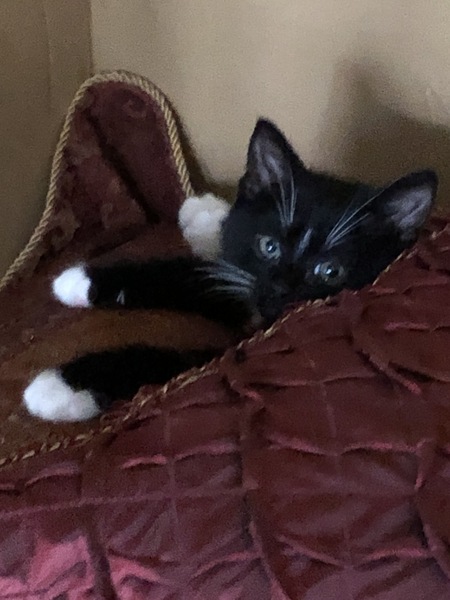 Finnegan 