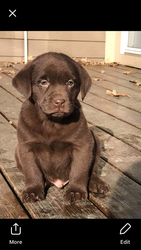 Moose