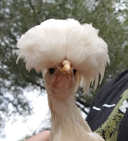 Hei Hei