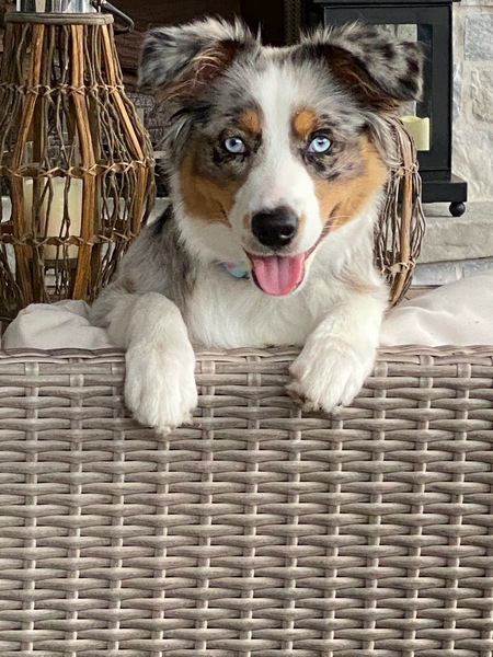 Willow 