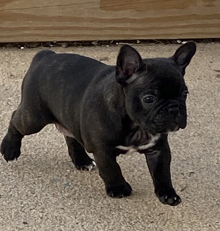 Dozer