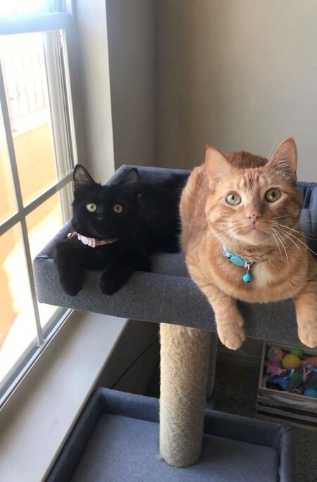 Jax & Binx