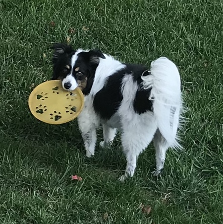 Stella