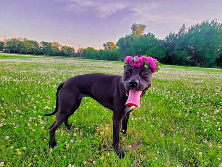 DAISY
