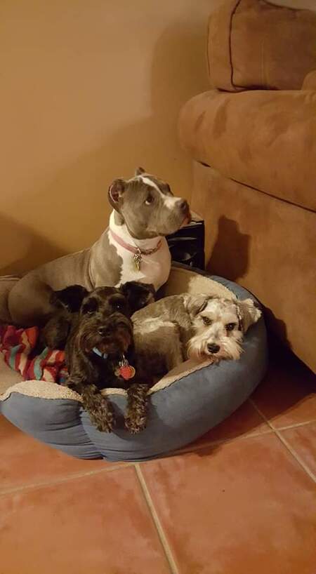 Izzy, Harley and Cooper