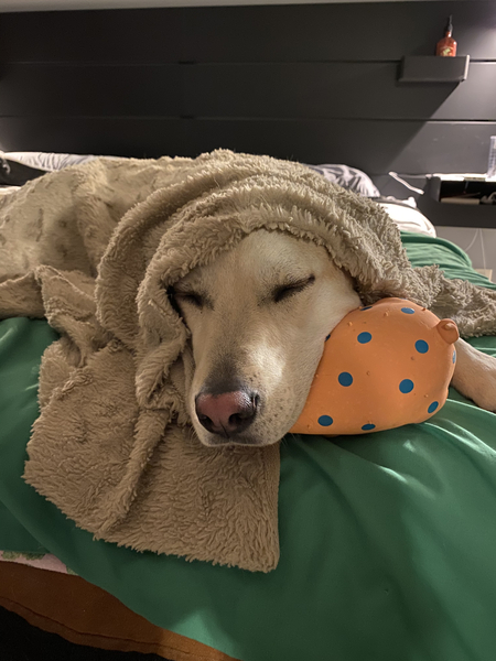 Tuli