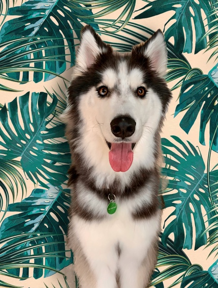 Loki 