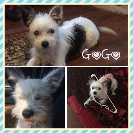 GoGo