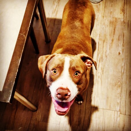 Bodi 