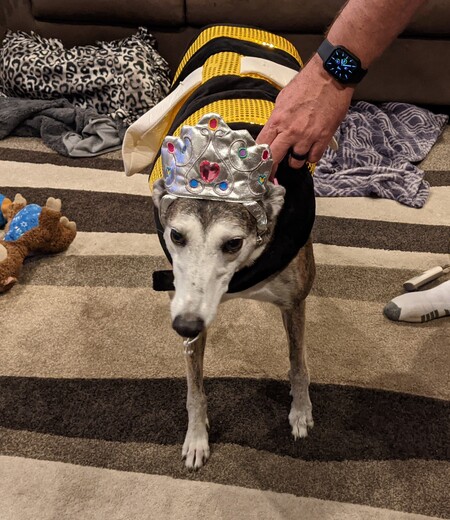 Piper the Queen Bee