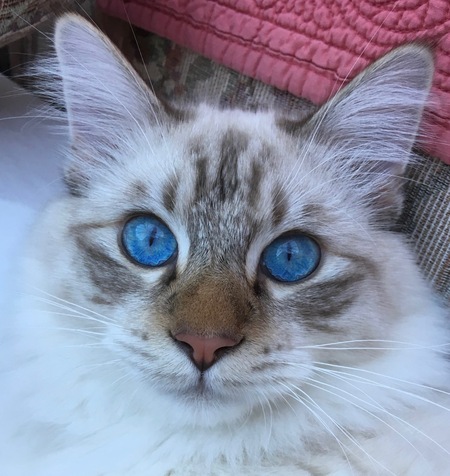 Sammy