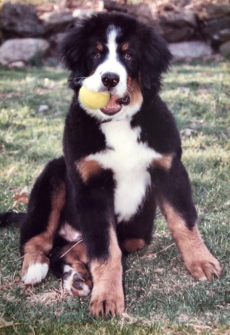 Jake