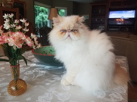 Romeo