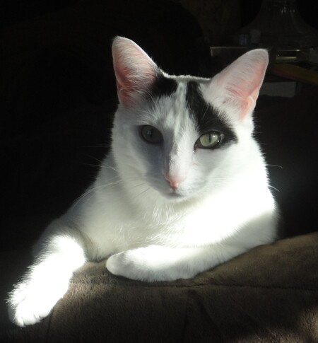 Roscoe ~ Prince of Moonlight