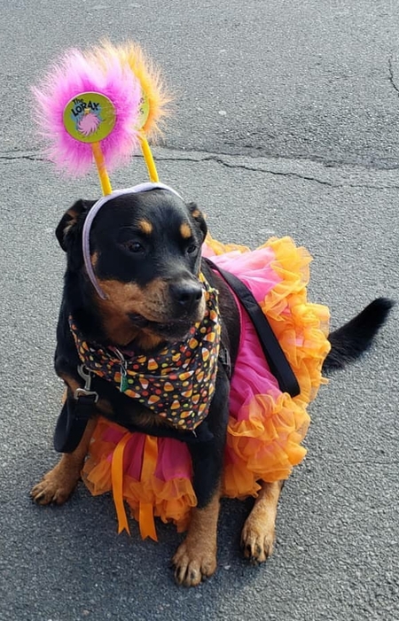 ROXIE