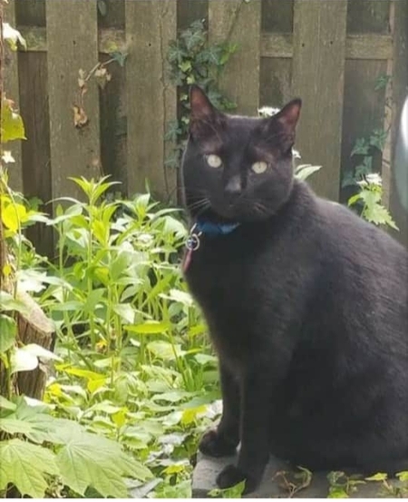 King Zeus 