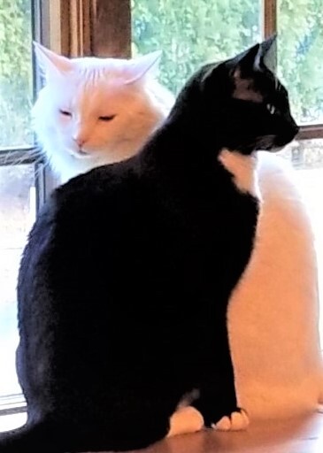 Fats & Domi