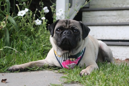 Stella