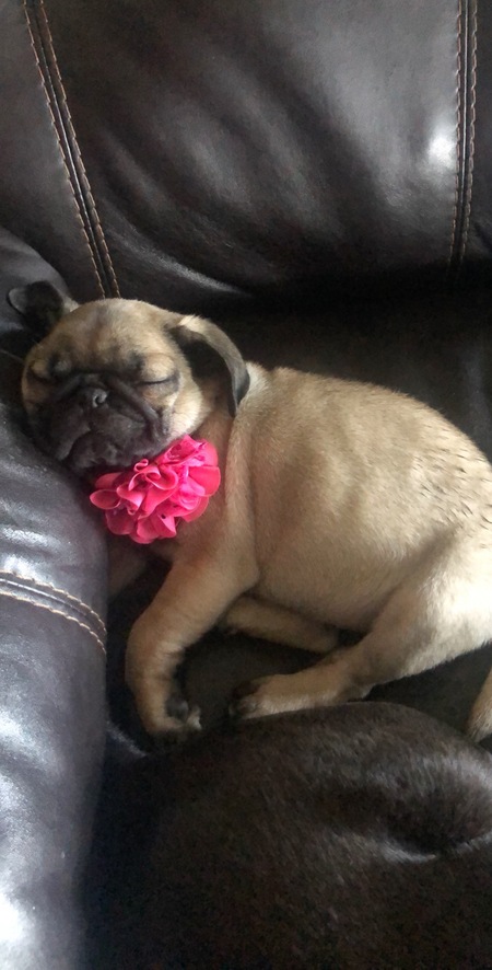 Posie