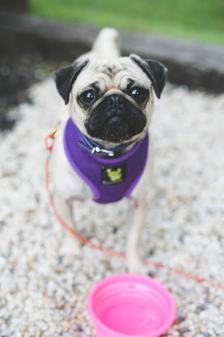 Lulu