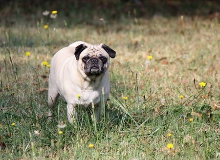 Otis