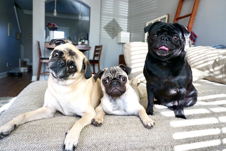 Milo, Frank, Ralph