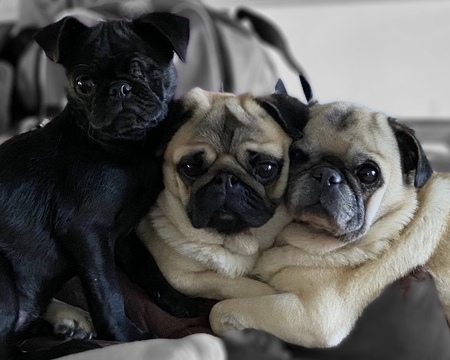 Luna, Gordie, and Beasley