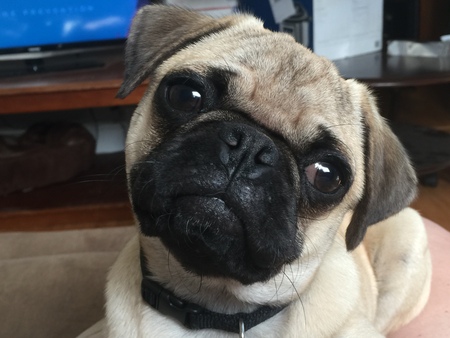 Dixie 