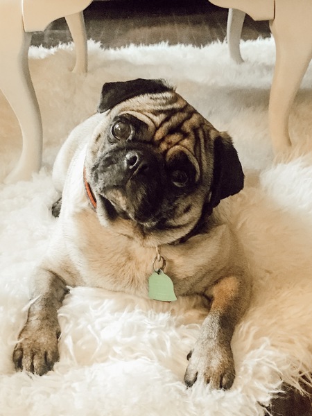 Duke