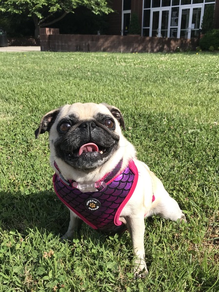 Lulu