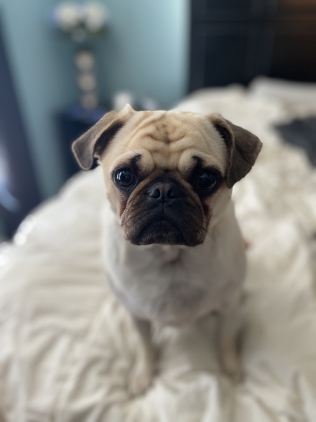 Lilo
