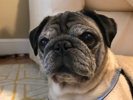 Pierre
