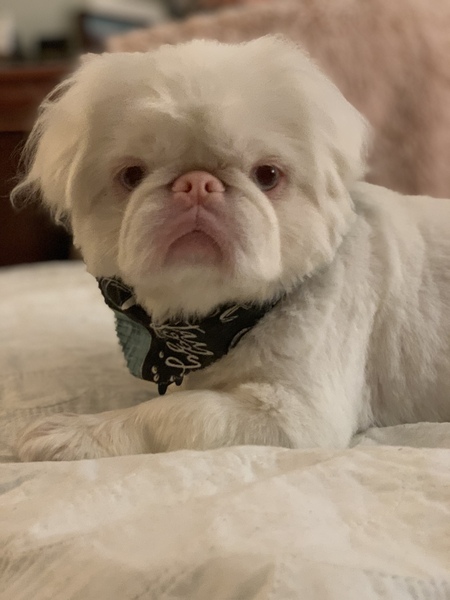 Stewie