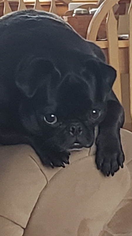 Penny