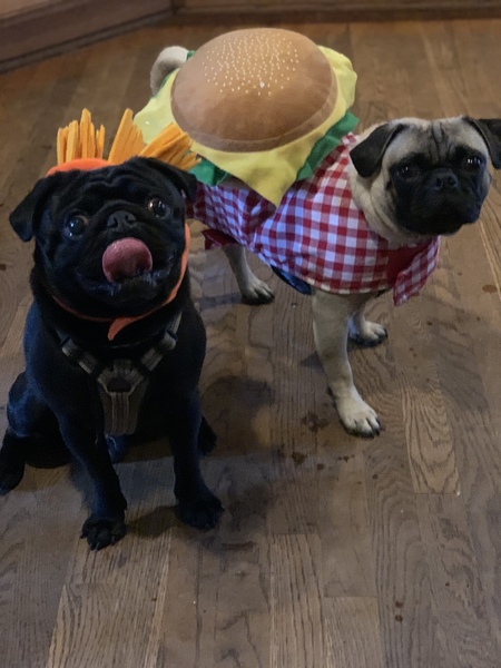 Cheddar & Buzz 