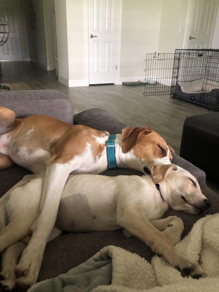 Finley and Darla 