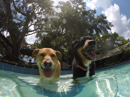 Murphy and Shep 