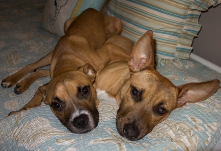 Oscar & Maddie