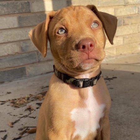 Winston 