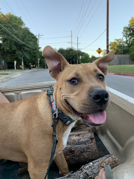 Ollie