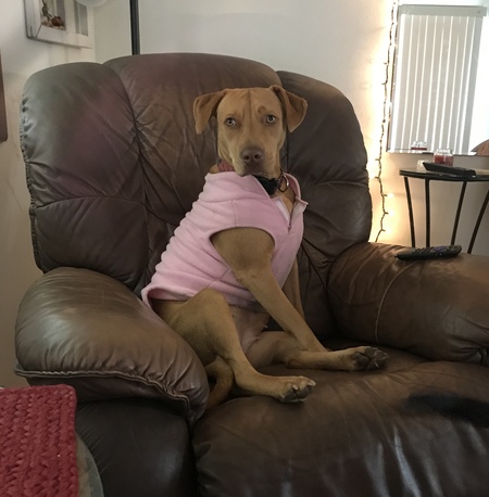 Stella 