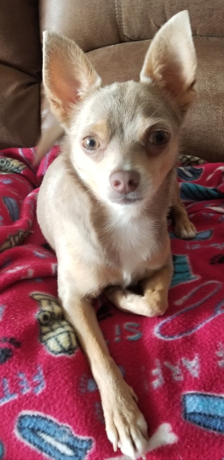 Taz