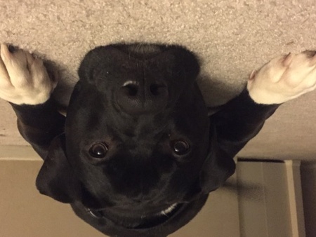 Kona 