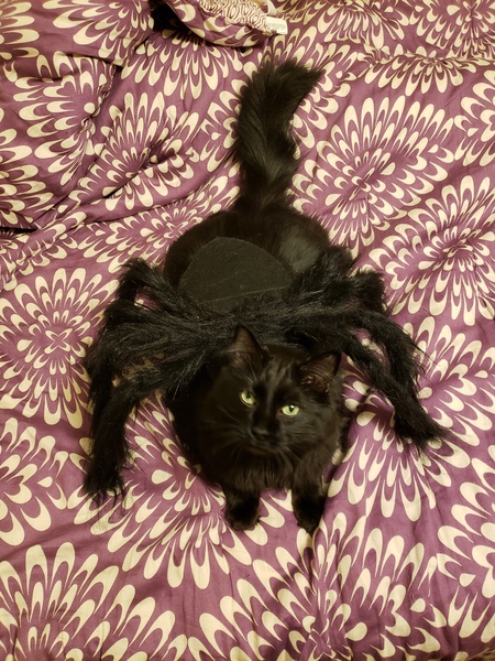 Creepy Crawly Cat