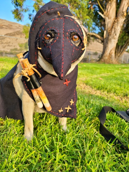 Plague Pug