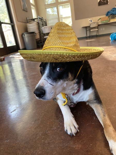 Howdy Paw’dner