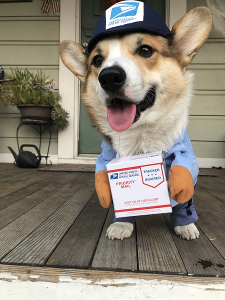 Clifford the Little Red Corgi